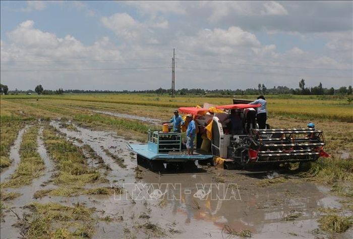 Giá lúa hè thu liên tục sụt giảm, nhiều nông dân đối mặt với nguy cơ thua lỗ.