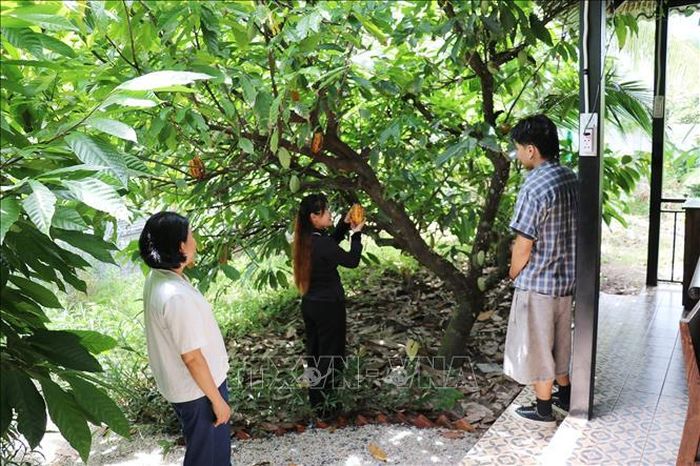 Khách du lịch tham quan vườn ca cao của Công ty Trách nhiệm hữu hạn ca cao Xuân Ron Chợ Gạo tại xã Bình Ninh, tỉnh Đồng Tháp.