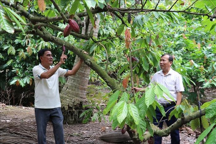 Cây ca cao trồng xen trong vườn dừa của anh Lê Hoàng Trị ở xã Bình Ninh, tỉnh Đồng Tháp, cho trái ổn định với sản lượng hàng năm khoảng 12 - 15 tấn.