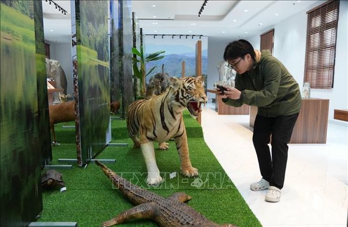Du khách Nguyễn Hữu Lộc (Đồng Tháp) tham quan, tìm hiểu hệ động, thực vật trưng bày tại Bảo tàng Sinh học ở Đà Lạt.