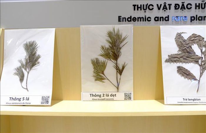 Tiêu bản các loài thực vật quý hiếm của Lâm Đồng được trưng bày tại trường Đại học Đà Lạt.