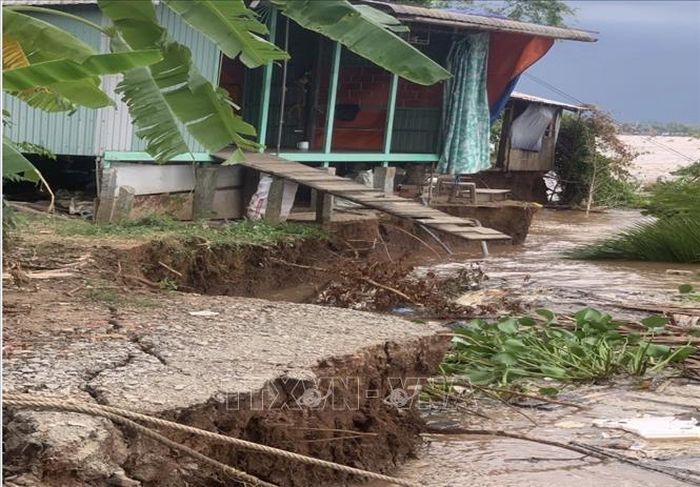 Đoạn sạt lở dài khoảng 50 m, tiếp tục ăn sâu vào bờ khoảng 5 m, khiến 4 hộ dân phải di dời khẩn cấp. Ảnh: TTXVN phát