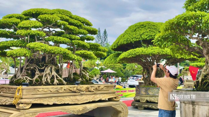Nhiều tác phẩm lâu năm, hình dáng độc đáo và được chủ nhân định giá cao.