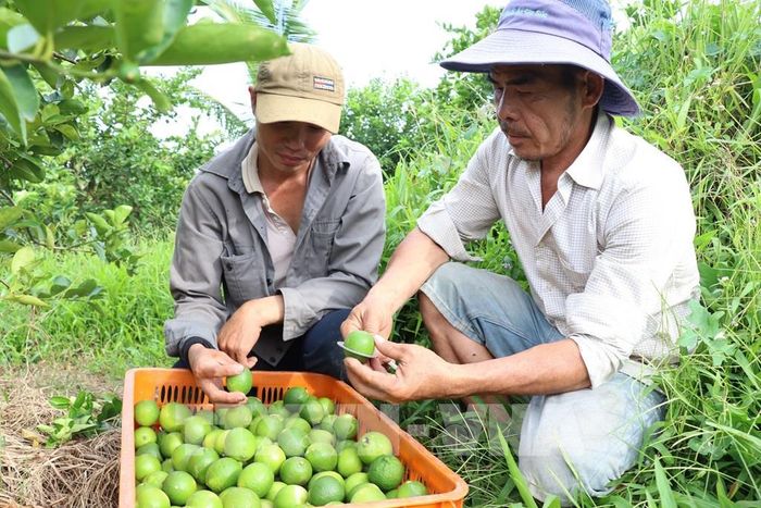 Vĩnh Long đang tập trung xây dựng các vùng nguyên liệu đạt chuẩn nhằm nâng cao giá trị nông sản, mở rộng thị trường xuất khẩu và hướng đến phát triển nông nghiệp bền vững. Ảnh: Thanh Hòa - TTXVN 