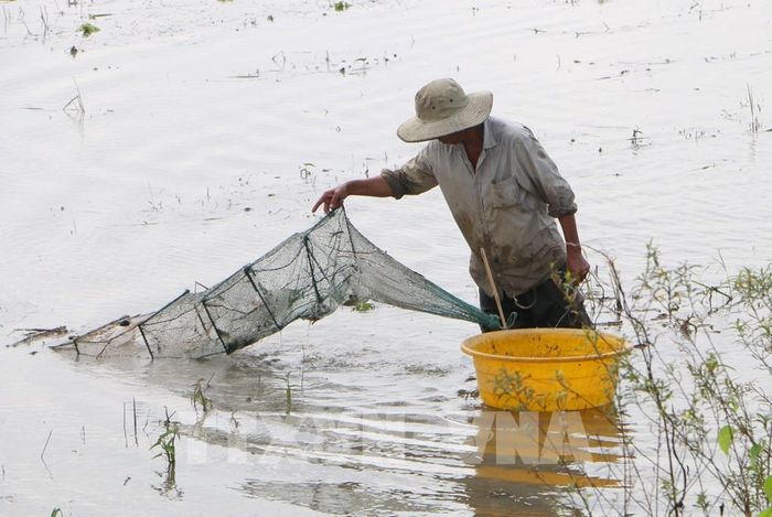 Người dân giăng lưới, đặt dớn để bắt cá, tôm và các sản vật tự nhiên mùa lũ. Ảnh: Duy Khương – TTXVN 