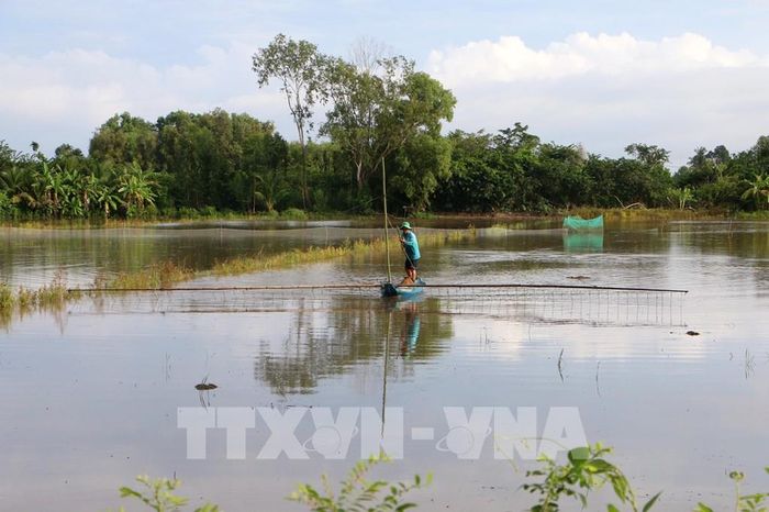 Người dân đẩy côn, giăng lưới, đặt dớn để bắt cá, tôm và các sản vật tự nhiên mùa lũ. Ảnh: Duy Khương – TTXVN 