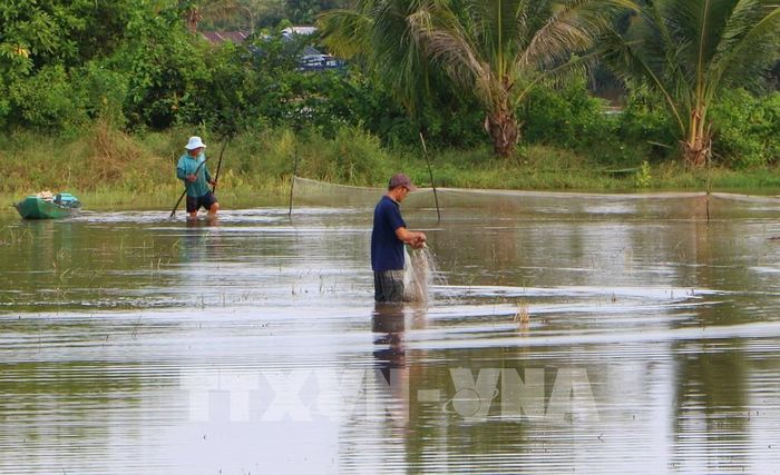 Nước lũ về mang theo phù sa và nguồn thủy sản, tạo thêm sinh kế cho nhiều hộ dân. Ảnh: Duy Khương – TTXVN 