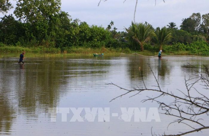 Nước lũ về mang theo phù sa và nguồn thủy sản, tạo thêm sinh kế cho nhiều hộ dân. Ảnh: Duy Khương – TTXVN 