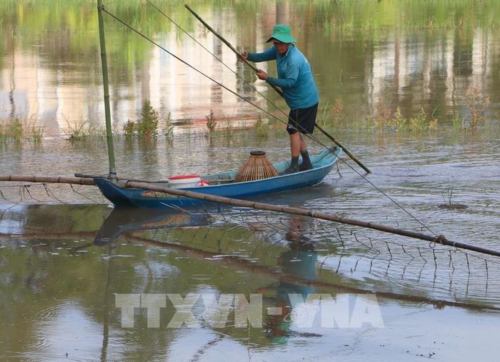 Người dân giăng lưới, đặt dớn để bắt cá, tôm và các sản vật tự nhiên mùa lũ. Ảnh: Duy Khương – TTXVN 
