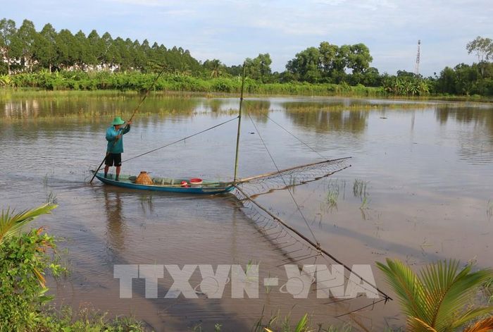 Người dân giăng lưới, đặt dớn để bắt cá, tôm và các sản vật tự nhiên mùa lũ. Ảnh: Duy Khương – TTXVN 