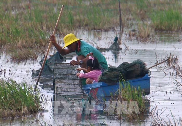 Nước lũ về mang theo phù sa và nguồn thủy sản, tạo thêm sinh kế cho nhiều hộ dân. Ảnh: Duy Khương – TTXVN 