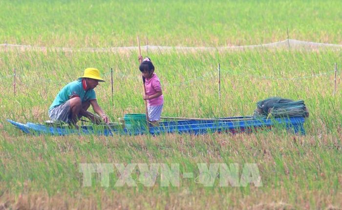 Với người dân vùng đồng bằng, mùa lũ không chỉ là thời điểm nước dâng trên đồng ruộng, đó còn là mùa mưu sinh đã gắn với đời sống từ bao đời. Ảnh: Duy Khương – TTXVN 