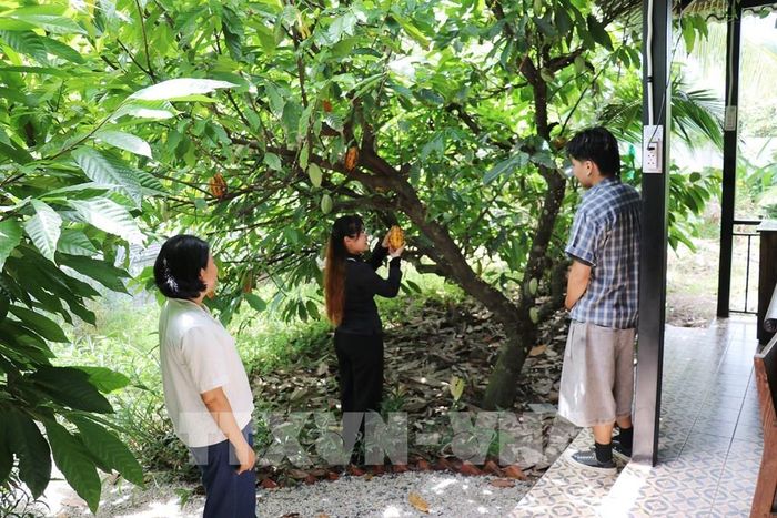 Khách du lịch tham quan vườn ca cao của Công ty Trách nhiệm hữu hạn ca cao Xuân Ron Chợ Gạo tại xã Bình Ninh, tỉnh Đồng Tháp. Ảnh: Hữu Chí - TTXVN