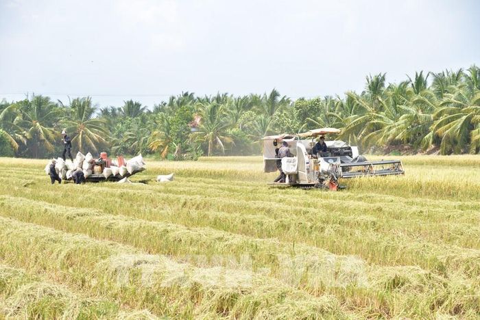 Nông dân tỉnh Đồng Tháp thu hoạch rộ lúa Hè Thu, giá giảm từ 500-1.000 đồng/kg so với đầu vụ. Ảnh: Công Trí - TTXVN