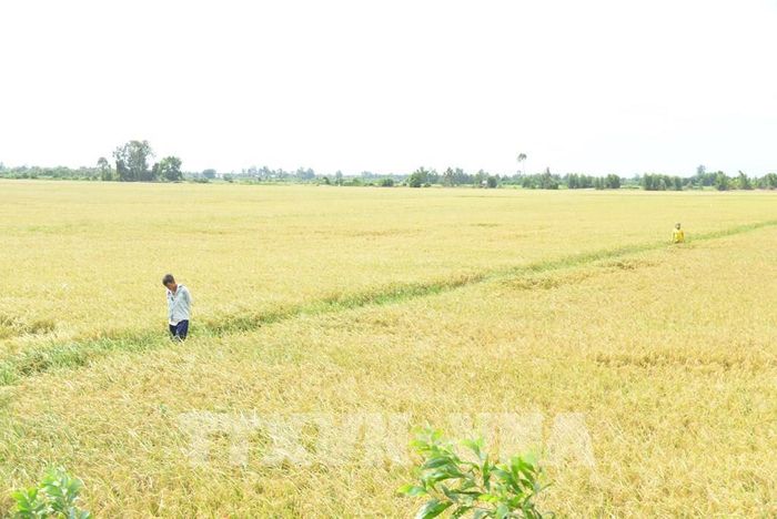 Giá lúa giảm mạnh khi vụ hè thu bước vào thời điểm thu hoạch rộ khiến nhiều nông dân tại tỉnh Đồng Tháp lo lắng. Ảnh: Công Trí - TTXVN