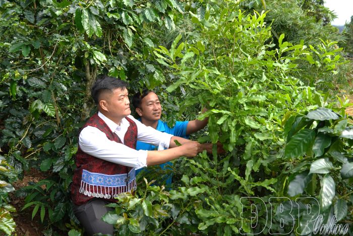 Anh Mùa A Lầu hướng dẫn dân bản kỹ thuật chăm sóc và phòng trừ bệnh hại trên cây mắc ca.