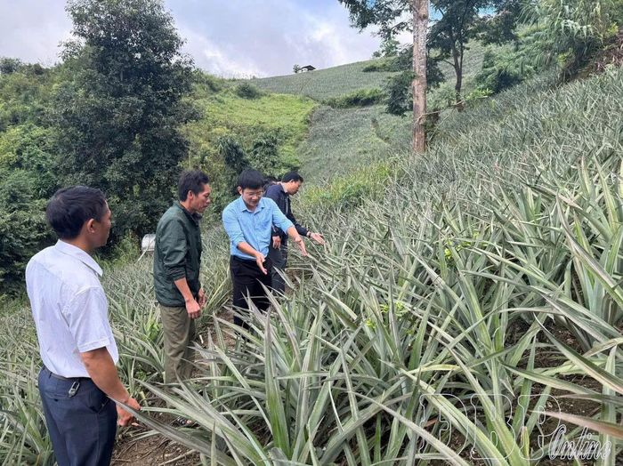 Lãnh đạo xã Na Sang kiểm tra diện tích trồng dứa của người dân.