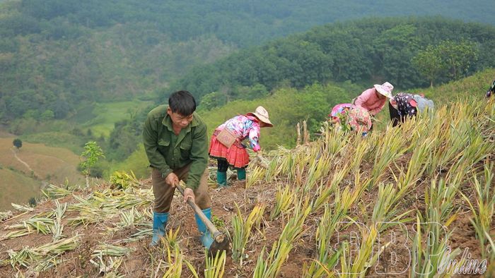 Na Sang phấn đấu mở rộng vùng nguyên liệu trồng dứa từ 1.200 - 1.500ha vào năm 2030.