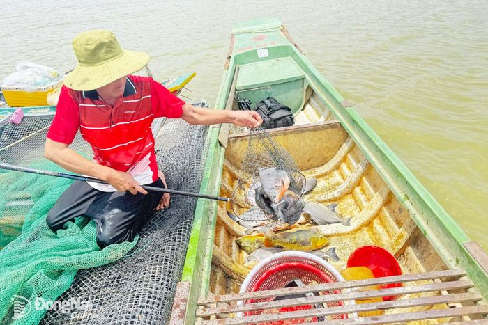 Mô hình nuôi cá bè trên hồ Trị An.