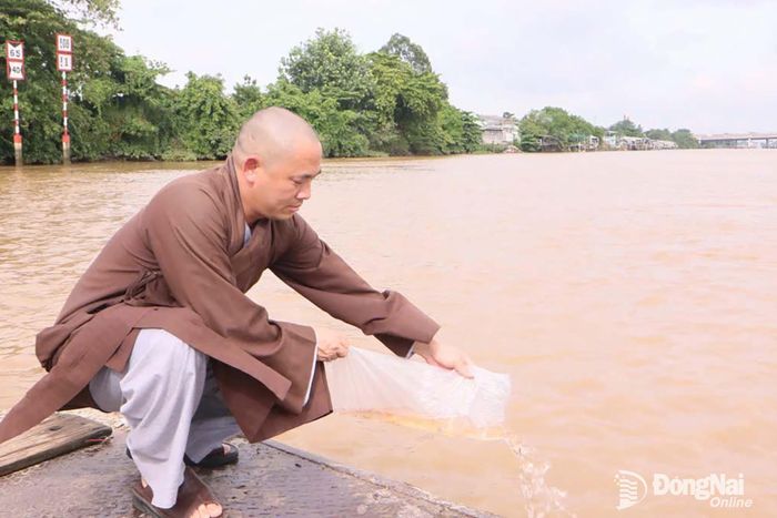 Đại đức Thích Đạt Ma Toàn Hạnh, Ủy viên Ủy ban Trung ương MTTQ Việt Nam, Phó Trưởng ban Trị sự Giáo hội Phật giáo Việt Nam thành phố Đồng Nai thả giống thủy sản xuống sông Đồng Nai sáng ngày 9-9. Ảnh: Văn Truyên
