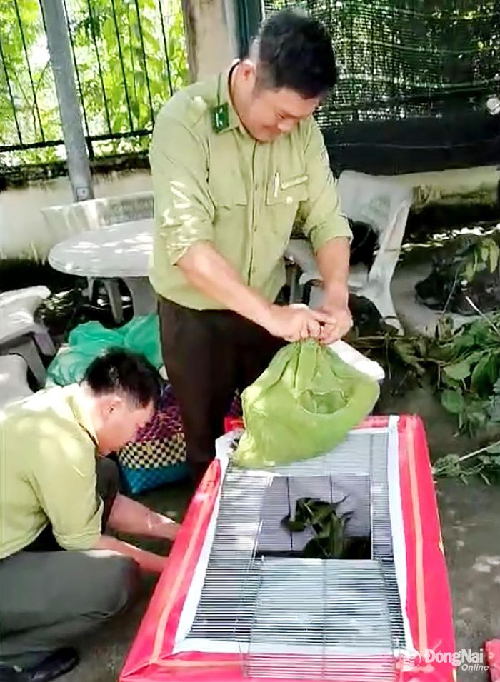 Tổ công tác của Hạt Kiểm lâm khu vực 5 kiểm tra đột xuất hộ kinh doanh du lịch Cắm trại Suối Trau, phát hiện việc nuôi nhốt nhiều động vật hoang dã, tàng trữ sản phẩm động vật rừng không có nguồn gốc hợp pháp. Ảnh: ĐVCC