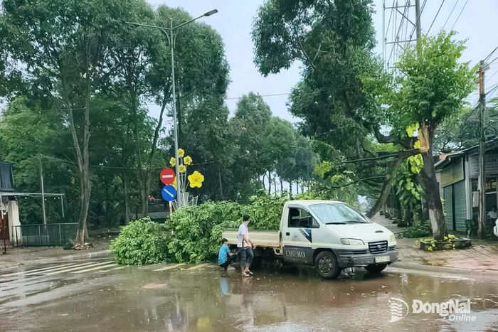 Mưa lớn kèm gió lớn khiến một số cây xanh trên đường Lê Duẩn, phường Xuân Lộc bị gãy đổ. Ảnh: Ngọc Hoàng