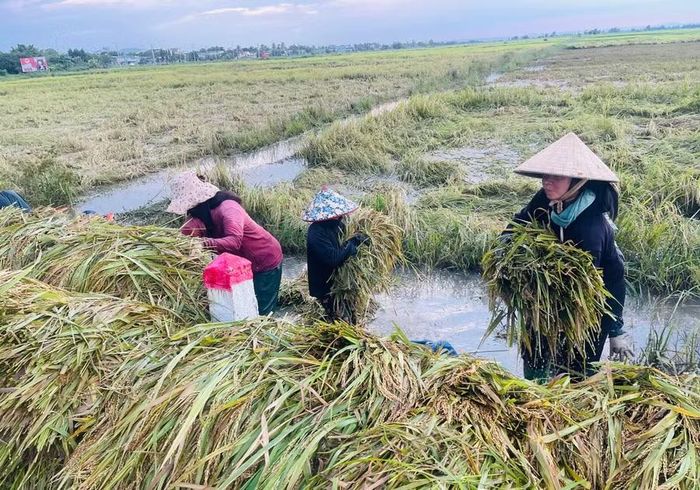  Người dân buôn Hiao (xã Ia Hiao) tranh thủ thu hoạch diện tích lúa bị ngập do mưa lũ để giảm bớt thiệt hại. Ảnh: V.C 