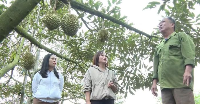  Năm 2025, chỉ riêng 150 cây sầu riêng đã mang về nguồn thu 200 triệu đồng cho gia đình ông Đặng Văn Kích (thôn Đại Ai, xã Ia Khươl). Ảnh: Viễn Khánh 