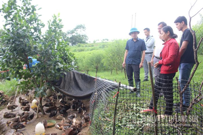 Đoàn công tác của Sở Khoa học và Công nghệ kiểm tra mô hình ứng dụng kết quả đề tài “Nghiên cứu bảo tồn và phát triển nguồn gen giống vịt (vịt cổ xanh) Lạng Sơn” tại xã Mẫu Sơn