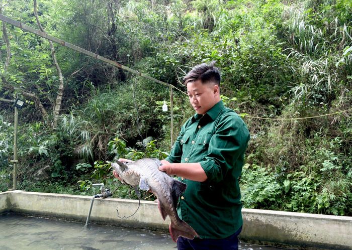 Anh Triệu Văn Dùn kiểm tra chất lượng cá tầm trước khi xuất bán