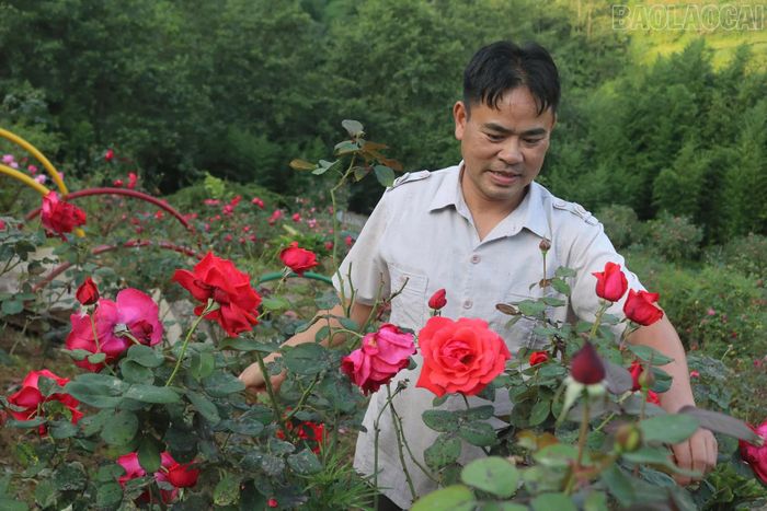 Ông Đỗ Phú Chính, phường Sa Pa chăm sóc vườn hoa hồng cổ của gia đình.
