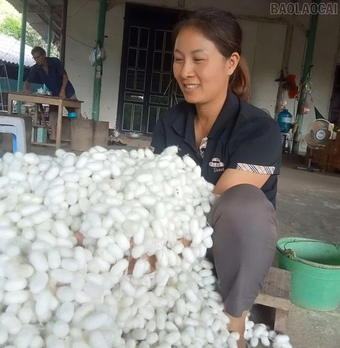 Kiểm tra chất lượng kén tằm.
