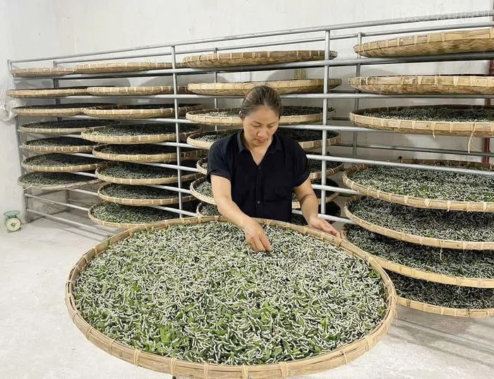 Bà Nguyễn Thị Hồng Lê - Giám đốc Hợp tác xã Dâu tằm Hạnh Lê kiểm tra tằm.