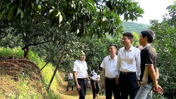 Đồng chí Nguyễn Thế Phước - Phó Bí thư Tỉnh ủy, Chủ tịch Ủy ban MTTQ Việt Nam tỉnh tham quan mô hình trồng cây ăn quả tại thôn Kiến Rịa, xã Nghĩa Tâm.