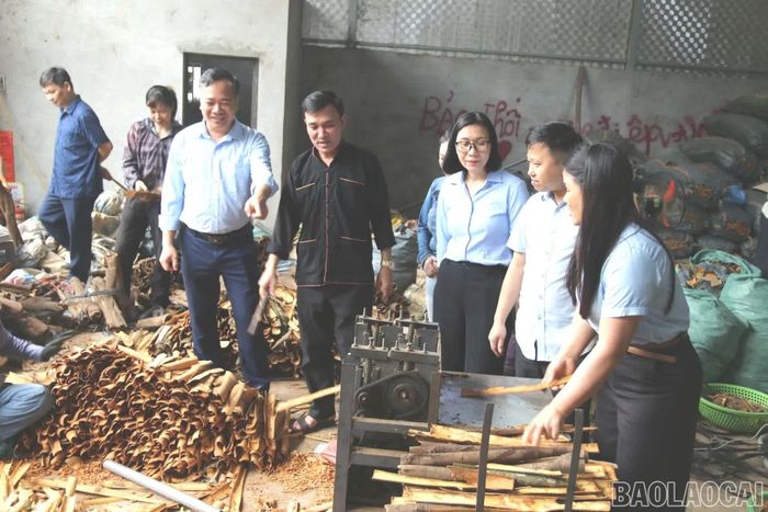Đại diện chính quyền địa phương và doanh nghiệp tham quan các cơ sở sản xuất quế trên địa bàn xã Tân Hợp.