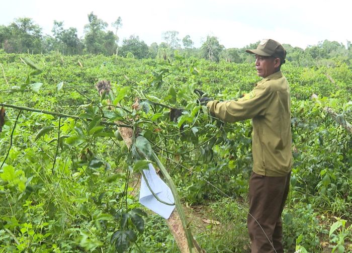 UBND xã Quảng Sơn tổ chức ra quân tháo dỡ, di dời vật kiến trúc trên diện tích đất lấn chiếm trái phép