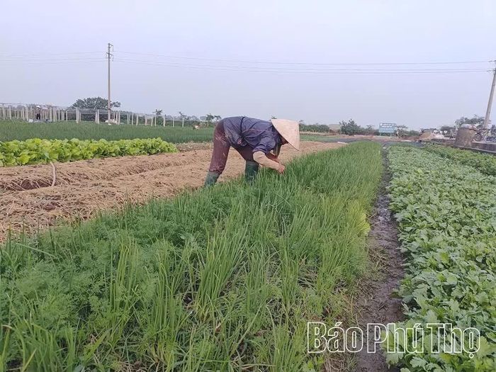 Người dân xã Phùng Nguyên sản xuất rau quanh năm, mang lại thu nhập cao.