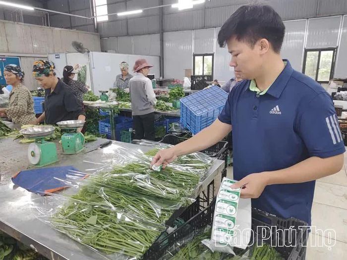 Người lao động HTX Dịch vụ sản xuất sơ chế và tiêu thụ sản phẩm rau an toàn Tứ Xã sơ chế, đóng gói rau trước khi đưa ra thị trường tiêu thụ.