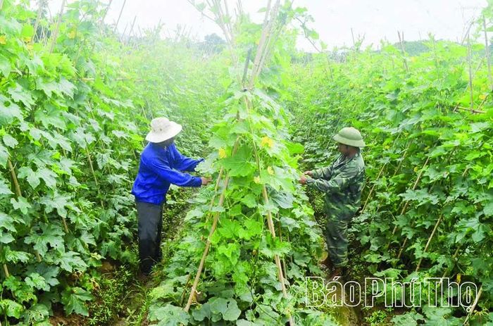 Việc đầu tư các mô hình kinh tế nông nghiệp hiệu quả giúp tái cấu trúc không gian kinh tế, tối ưu hóa nguồn tài nguyên.