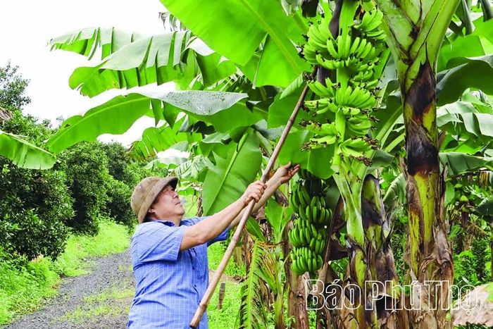 Với việc chuyển đổi sang trồng chuối, gia đình ông Nguyễn Tiến Mạnh ở khu phố 4, xã Cao Phong bước đầu xây dựng mô hình NNTH mang lại đa giá trị trong sản xuất nông nghiệp.