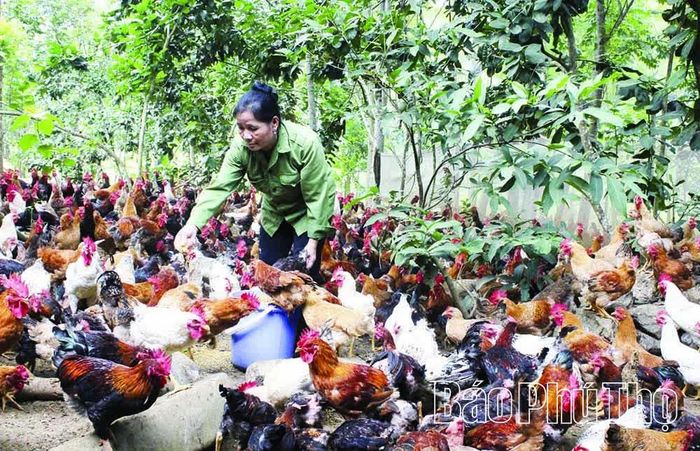 Nhiều hộ gia đình ở xã Lạc Thủy đầu tư chăn nuôi gà theo quy mô gia trại, tạo nguồn phân hữu cơ cho sản xuất nông nghiệp.
