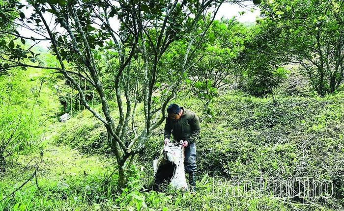 Chất thải trong chăn nuôi được gia đình ông Bùi Văn Lành thu gom, ủ hoai để bón cho cây trồng.