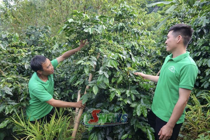 Nông dân phường Chiềng An chăm sóc vườn cà phê.
