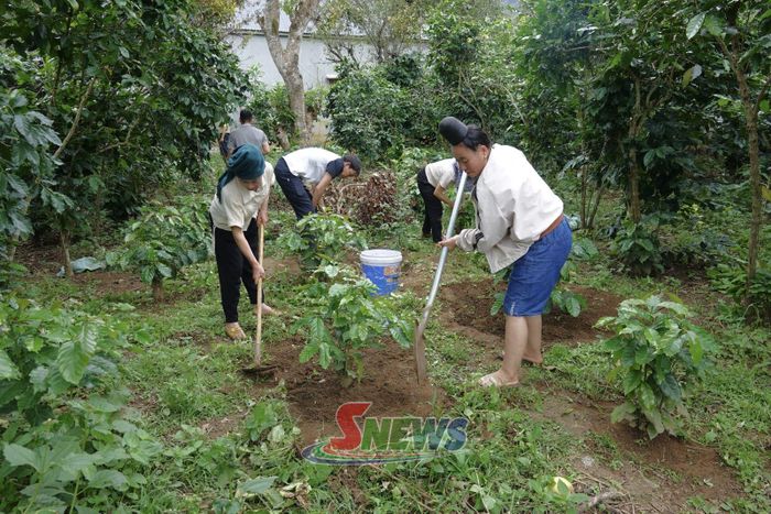 Nông dân xã Muổi Nọi tái canh cây cà phê.