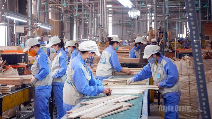 Người lao động làm việc tại Công ty cổ phần Woodsland Tuyên Quang, xã Yên Sơn.
