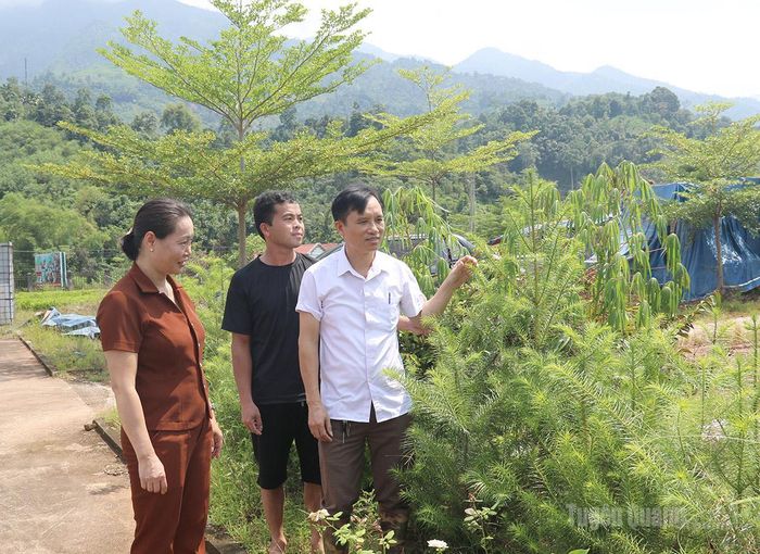 Anh Đỗ Đình Tuân giới thiệu về quá trình ươm, nhân giống cây Ngọc Am.