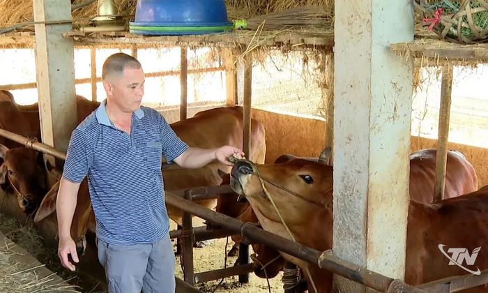Chuồng trại nuôi bò của gia đình ông Hoàng Văn Luận, thôn Bản Mới, xã Phúc Lộc được xây kiên cố từ năm 2023, phía trên dùng để dự trữ thức ăn.