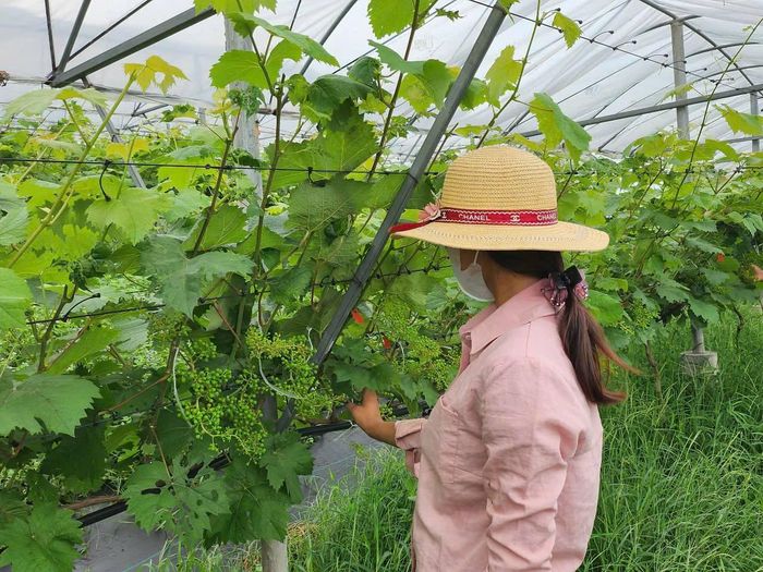 Tại khu vực hồ Thác Bà, tỉnh Lào Cai, mô hình trồng nho cũng được phát triển mạnh.