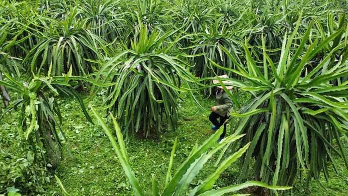 Cây thanh long là một trong những cây trồng giúp bà con nông dân phát triển kinh tế gia đình.
