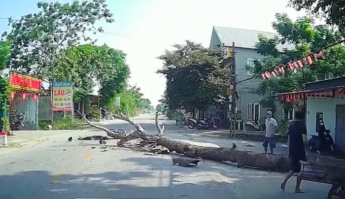 Hiện trường vụ cắt cây khô đổ ra đường khiến người đi xe máy tử vong.